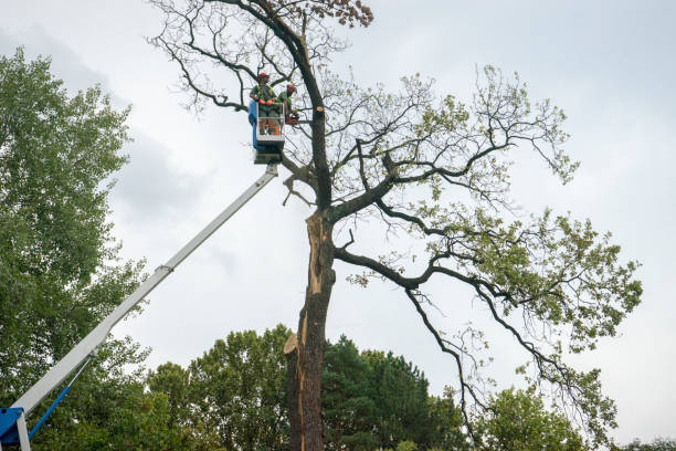 How Our Tree Care Process Works  in  Bolivar, TN