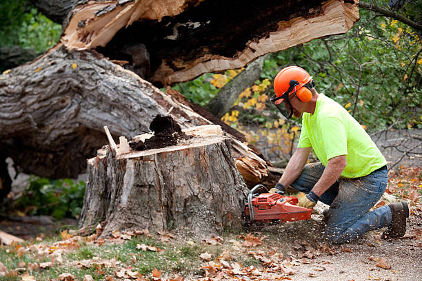 Mulching Services in Bolivar, TN