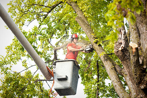 Best Tree Removal  in Bolivar, TN