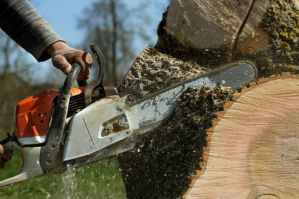 Leaf Removal in Bolivar, TN