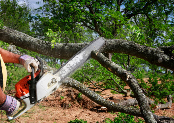 Reliable Bolivar, TN  Tree Services Solutions